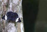 Butterfly III.jpg