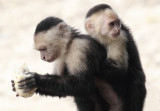 Capuchins at Cahuita National Park III.jpg