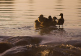 Chicks at the headwaters.jpg