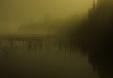 Foggy morning 10.jpg