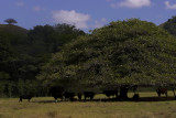 The Guanacaste shade tree near Jaco.jpg