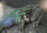 Green Vine Snake and Lunch III.jpg