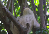 Two-Toed Sloth   Hacienda Baru NWR.jpg