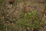 Bambusa etuldoides viridi-vittata and Phyllostachys vivax aureocaulis