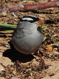 White-crowned Sparrow -dark lores