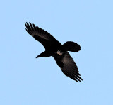 Chihuahuan Raven