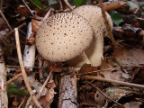 Mushroom I (DSCF0149d.jpg)