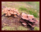 Fungi-2.jpg