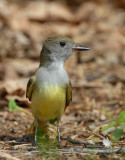 Great Crested Flycatcher