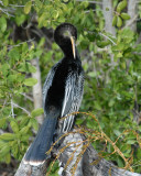 Anhinga