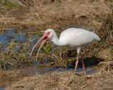 White Ibis