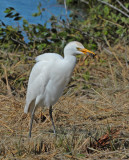 Cattle Egret with frog