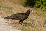 Turkey Vulture