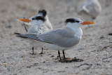 Royal Tern