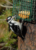 Hairy Woodpecker