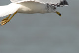 Ring-Billed Gull