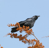 Fish Crow