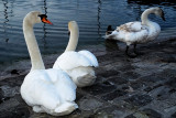 Swans at Lake Leman