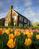 Ottawa Tulip Festival