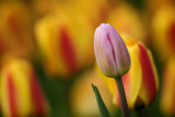 Ottawa Tulip Festival