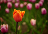 Ottawa Tulip Festival