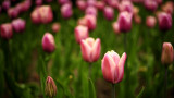 Ottawa Tulip Festival