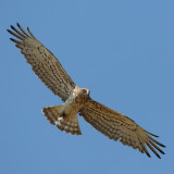 Short-toed eagle, Soufli, Greece, September 2008