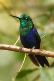 Green-crowned woodnymph (thalurania fannyi), Nanegalito, Ecuador, January 2009