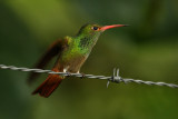 Rufous-tailed Hummingbird (amazilia tzacatl), Nanegalito, Ecuador, January 2009