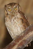 Tropical screech owl (megascops choliba), La Selva Lodge, Ecuador, January 2009