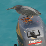 Lava heron (butorides sundevalli), South Plaza (Galpagos), Ecuador, January 2009