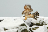 Goshawk (accipiter gentilis), Ouchy, Switzerland, February 2009