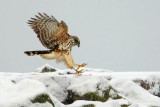 Goshawk (accipiter gentilis), Ouchy, Switzerland, February 2009