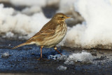 Water pipit (anthus spinoletta), Les Grangettes, Switzerland, February 2009