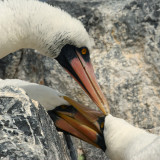 Masked booby (sula dactylatra), Isla Espaola (Galapagos), Ecuador, December 2008