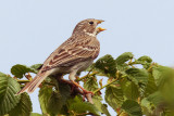 Corn bunting (miliaria calandra), Chrmmi bei Kerzers, Switzerland, May 2009