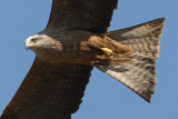 Black kite (milvus migrans), Aclens, Switzerland,May 2009