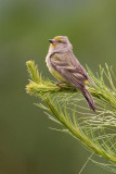 Citril finch (carduelis citrinella), Chandolin, Switzerland, June 2009