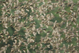 Rose-coloured starling (sturnus roseus), Noville, Switzerland, July 2009