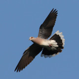 Turtle dove (streptopelia turtur), Penthaz, Switzerland, July 2009
