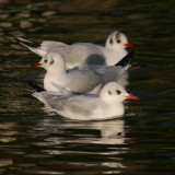 Black-headed gull (larus ridibundus), Cambridge, UK, April 2008