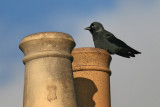 Jackdaw (corvus monedula spermologus), Cambridge, UK, April 2008