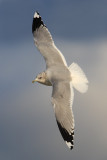 Common gull (larus canus), Saint-Sulpice, Switzerland, December 2009