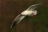 Black-headed gull (larus ridibundus), Saint-Sulpice, Switzerland, December 2009