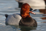 Common pochard (aythya ferina), Morges, Switzerland, December 2009