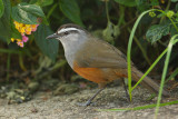 Grey-breasted laughing thrush (garrulax jerdoni), Top Station (Munnar), India, January 2010