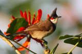 Red-whiskered bulbul (pycnonotus jocosus), Munnar, India, January 2010