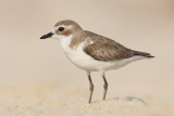 Lesser sand plover (charadrius mongolus), Allepey. India, January 2010