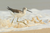 Common greenshank (tringa nebularia), Allepey, India, January 2010