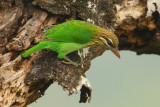 White-cheeked barbet (megalaima viridis), Kumily, India, January 2010